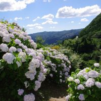 東雲の里あじさい峡