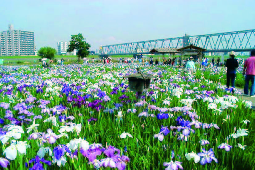 小岩菖蒲園